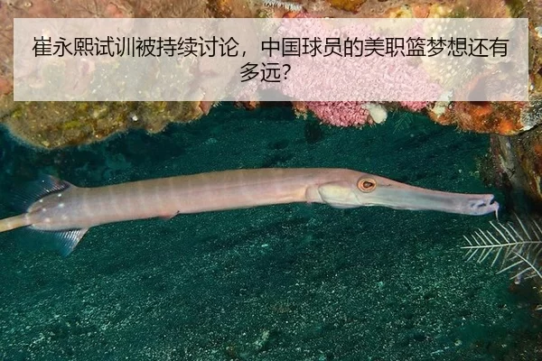 崔永熙试训被持续讨论，中国球员的美职篮梦想还有多远？
